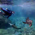 Snorkelling with sea lions in Mexico
