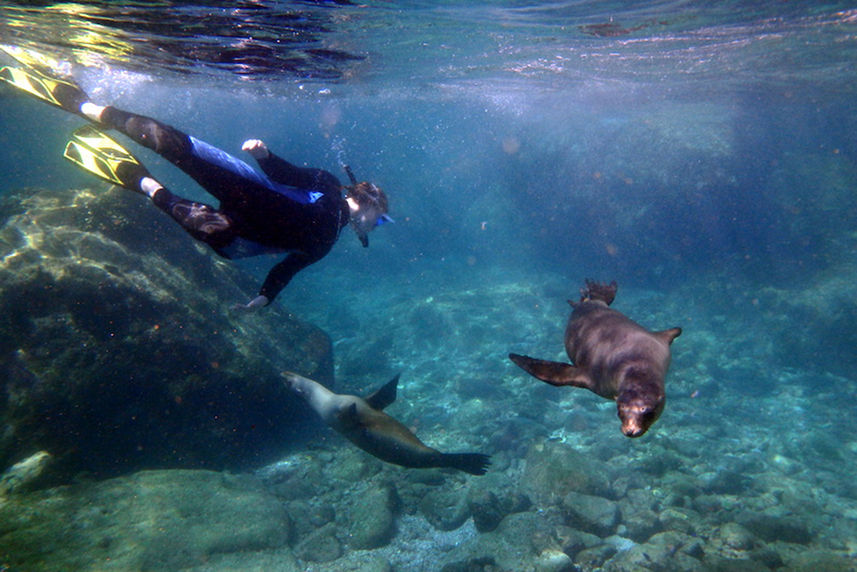 Snorkelling with sea lions in Mexico