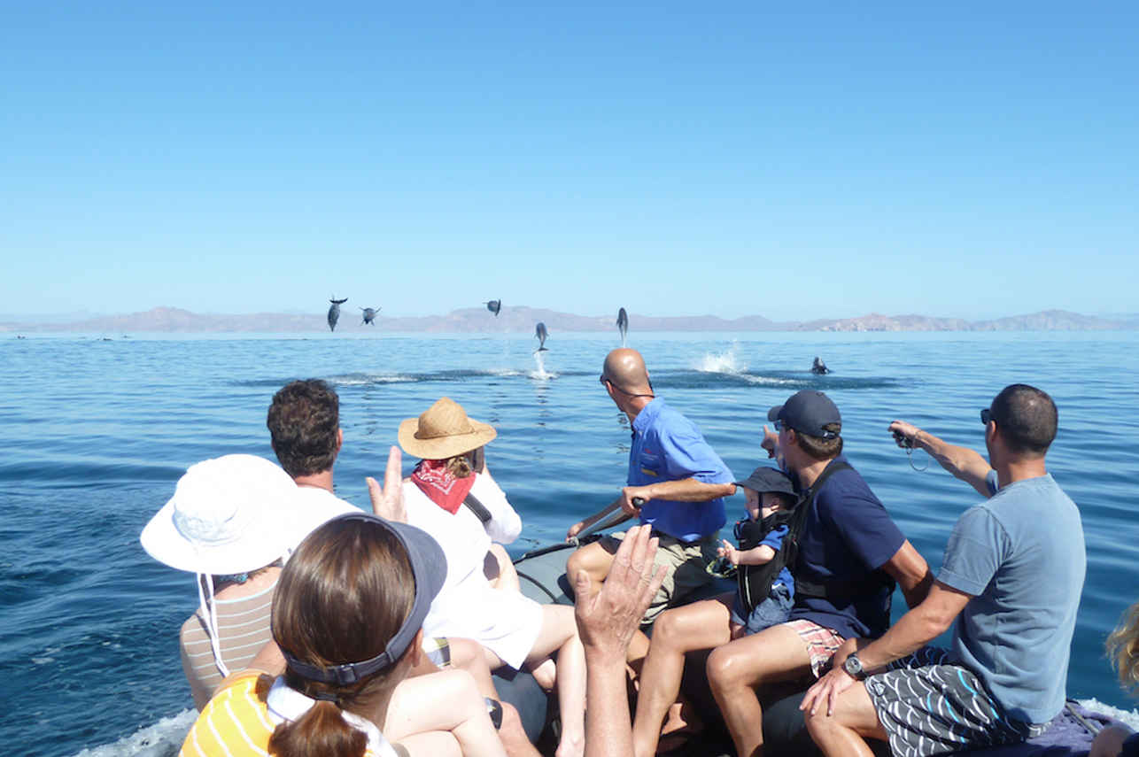 Dolphins in Mexico