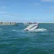 Grey Whale in Baja, Mexico