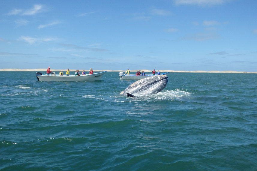 Grey Whale in Baja, Mexico