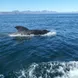 Up close with pilot whales