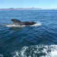 Up close with pilot whales
