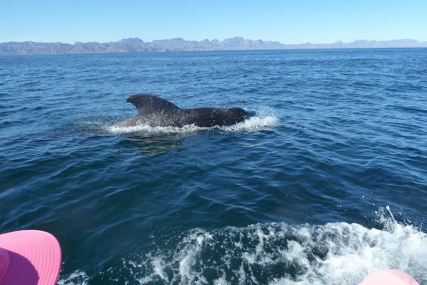 Up close with pilot whales