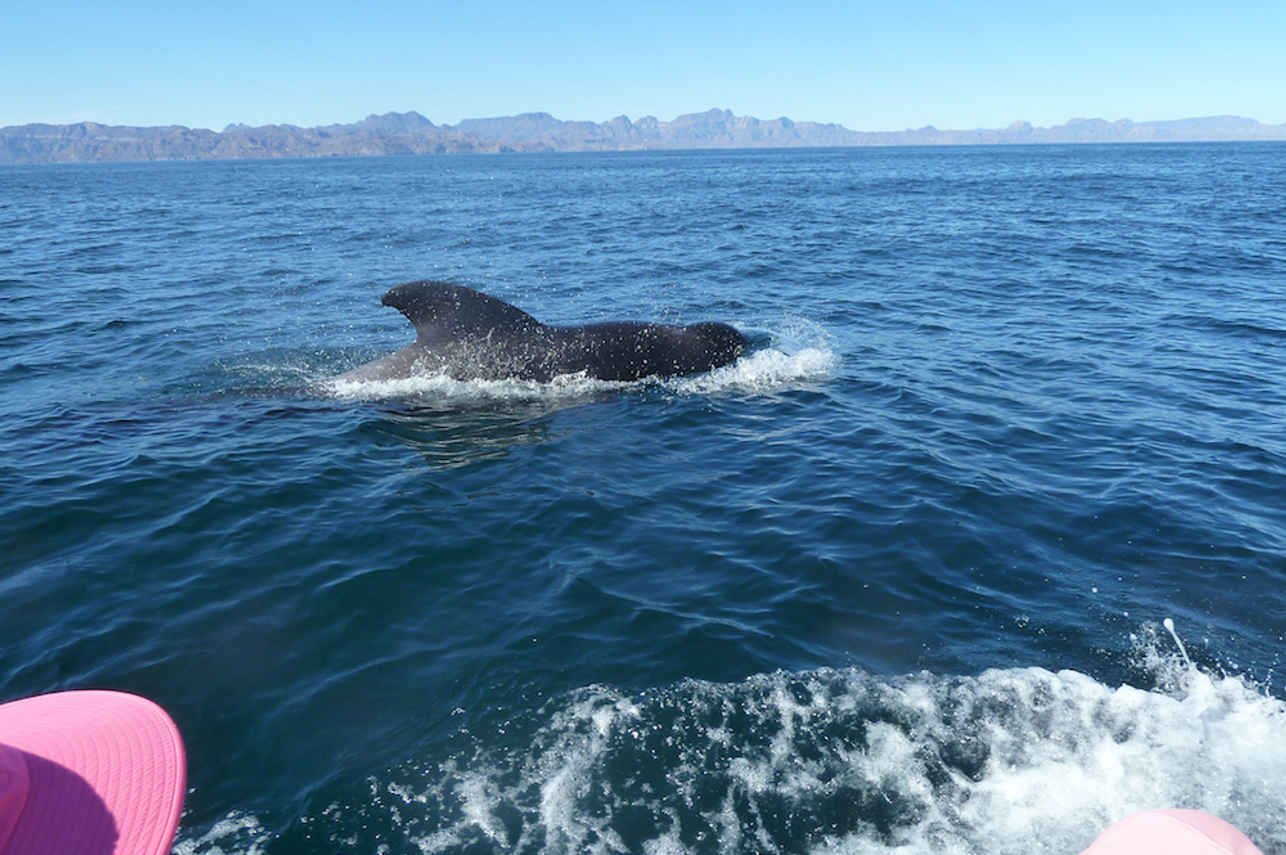 Up close with pilot whales