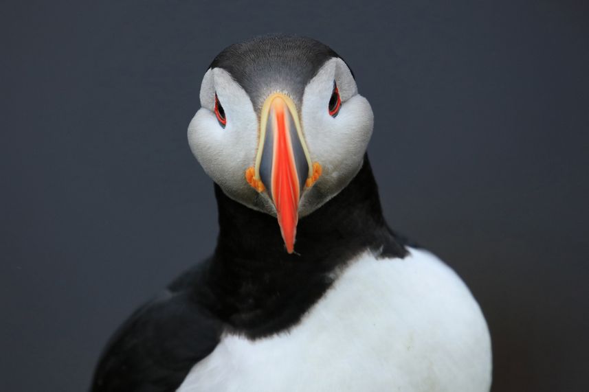 Puffins in Iceland - Filip Kulisev