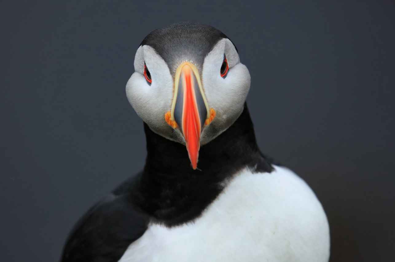Puffins in Iceland - Filip Kulisev