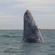 Whales in The Sea of Cortez, Mexico