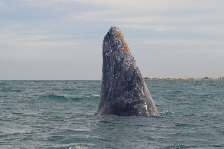 Whales in The Sea of Cortez, Mexico