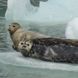 Seals in Alaska - MV Catalyst