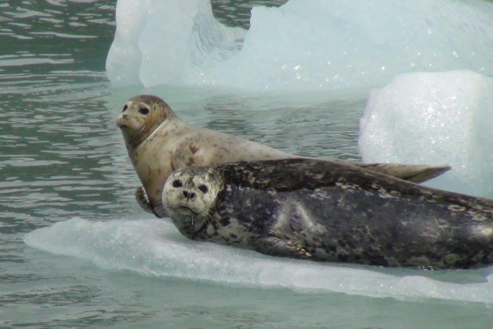 Seals in Alaska - MV Catalyst