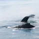 Whale Watching in Alaska - MV Catalyst