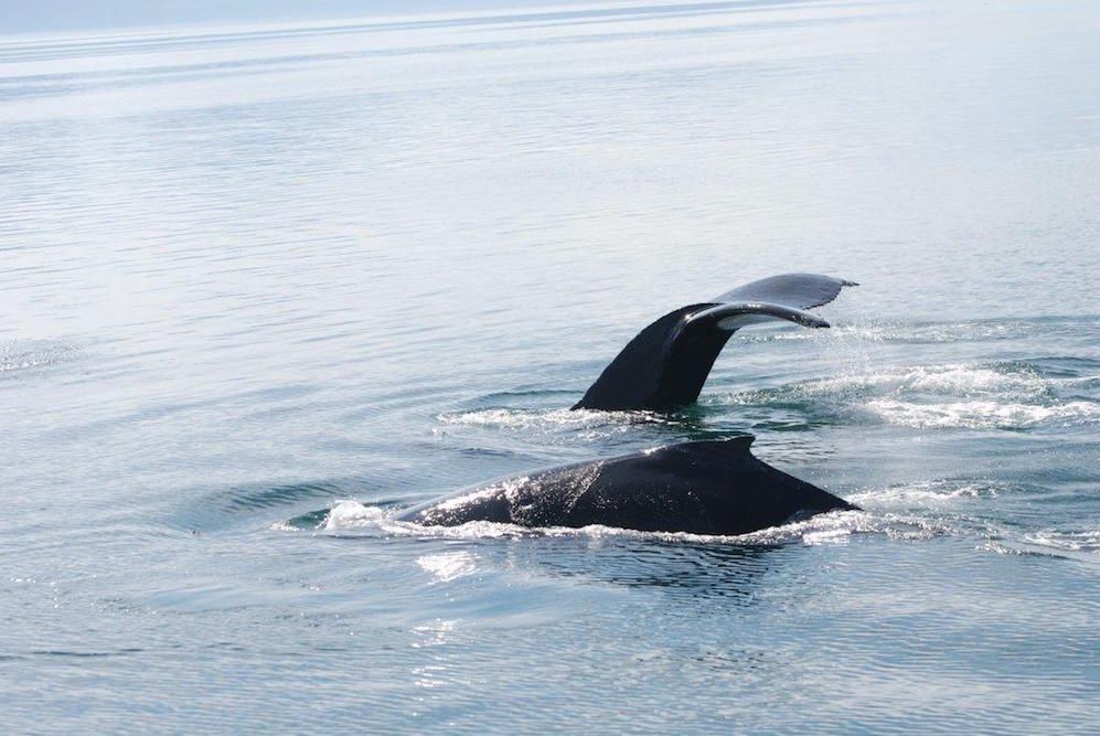 Whale Watching in Alaska - MV Catalyst