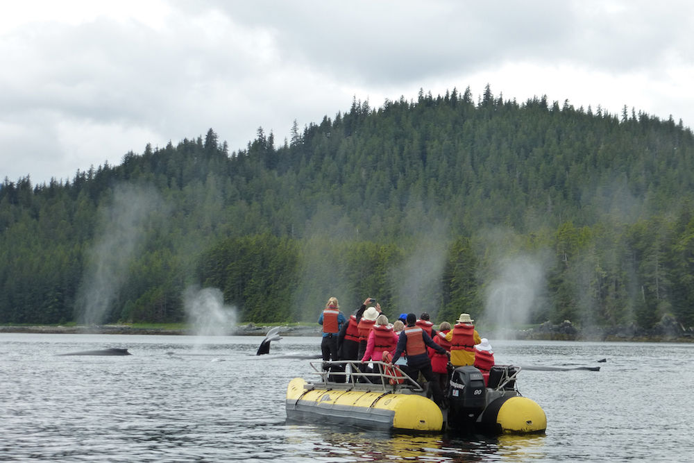 Looking for Whales on the skiff in Alaska