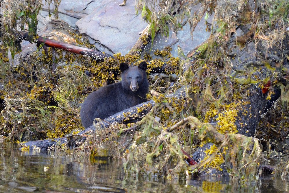 Black Bear - Alaska