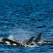 Pod of Orcas - Alaska