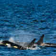 Pod of Orcas - Alaska