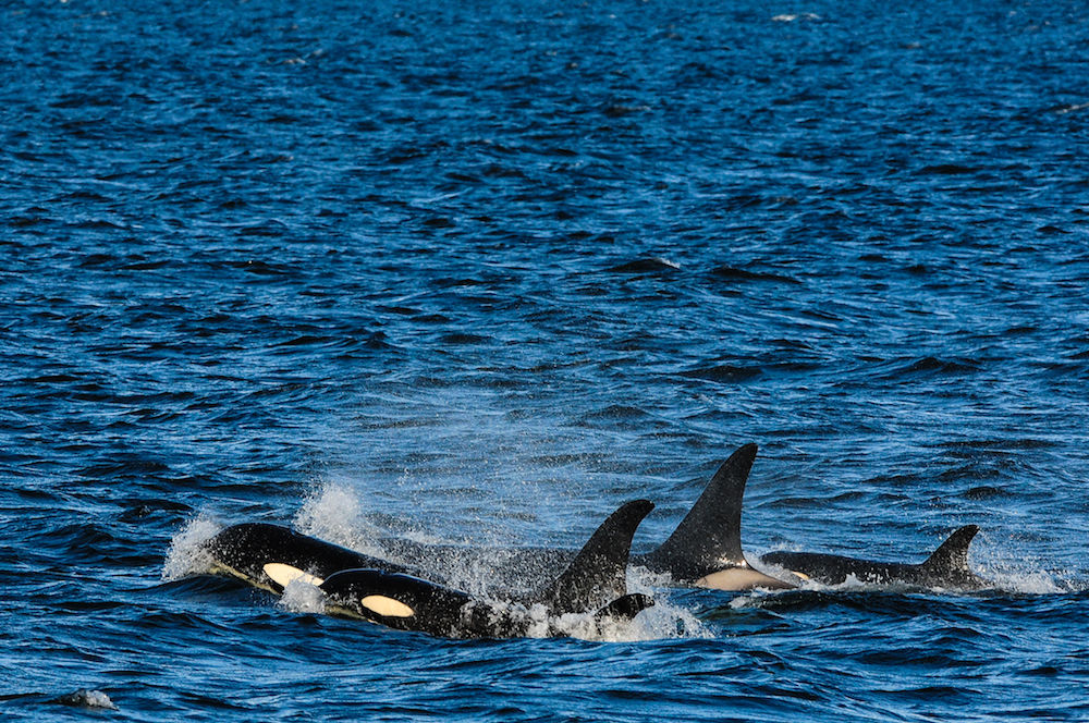 Pod of Orcas - Alaska