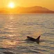 Orca under the Sun