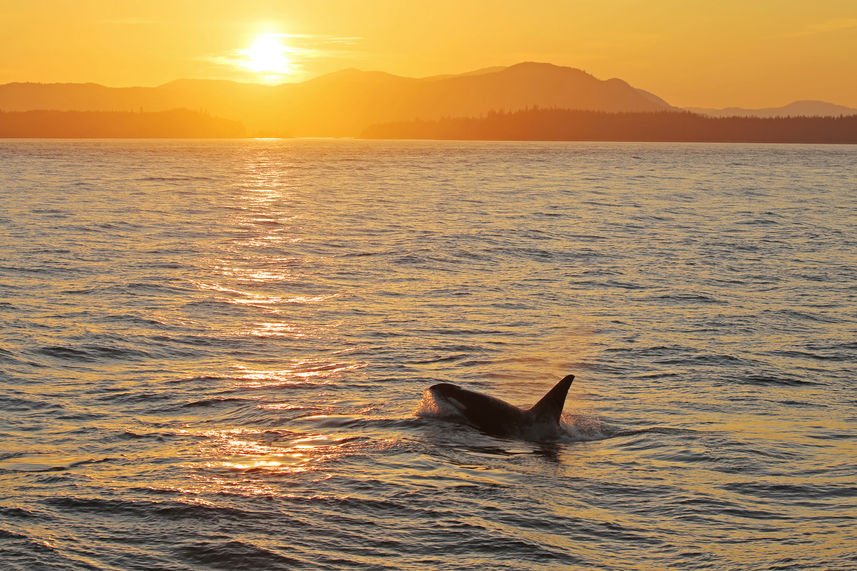 Orca under the Sun