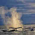 Whale