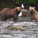 Brown Bears in Alaska