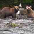 Brown Bears in Alaska