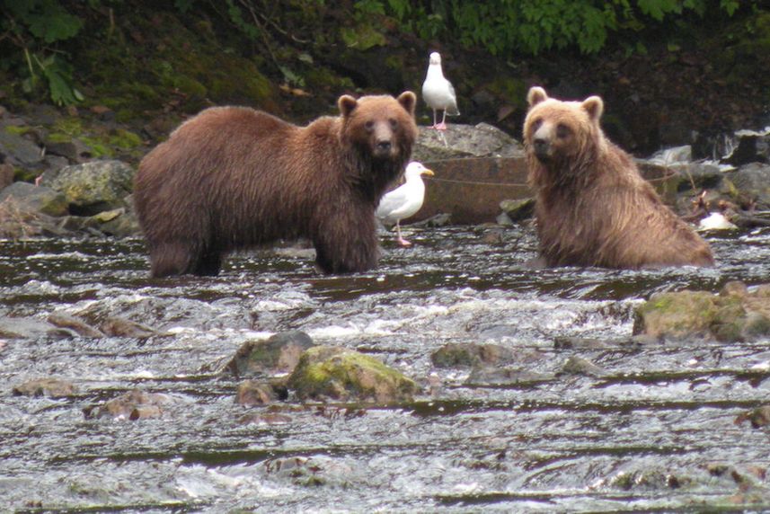 Brown Bears in Alaska