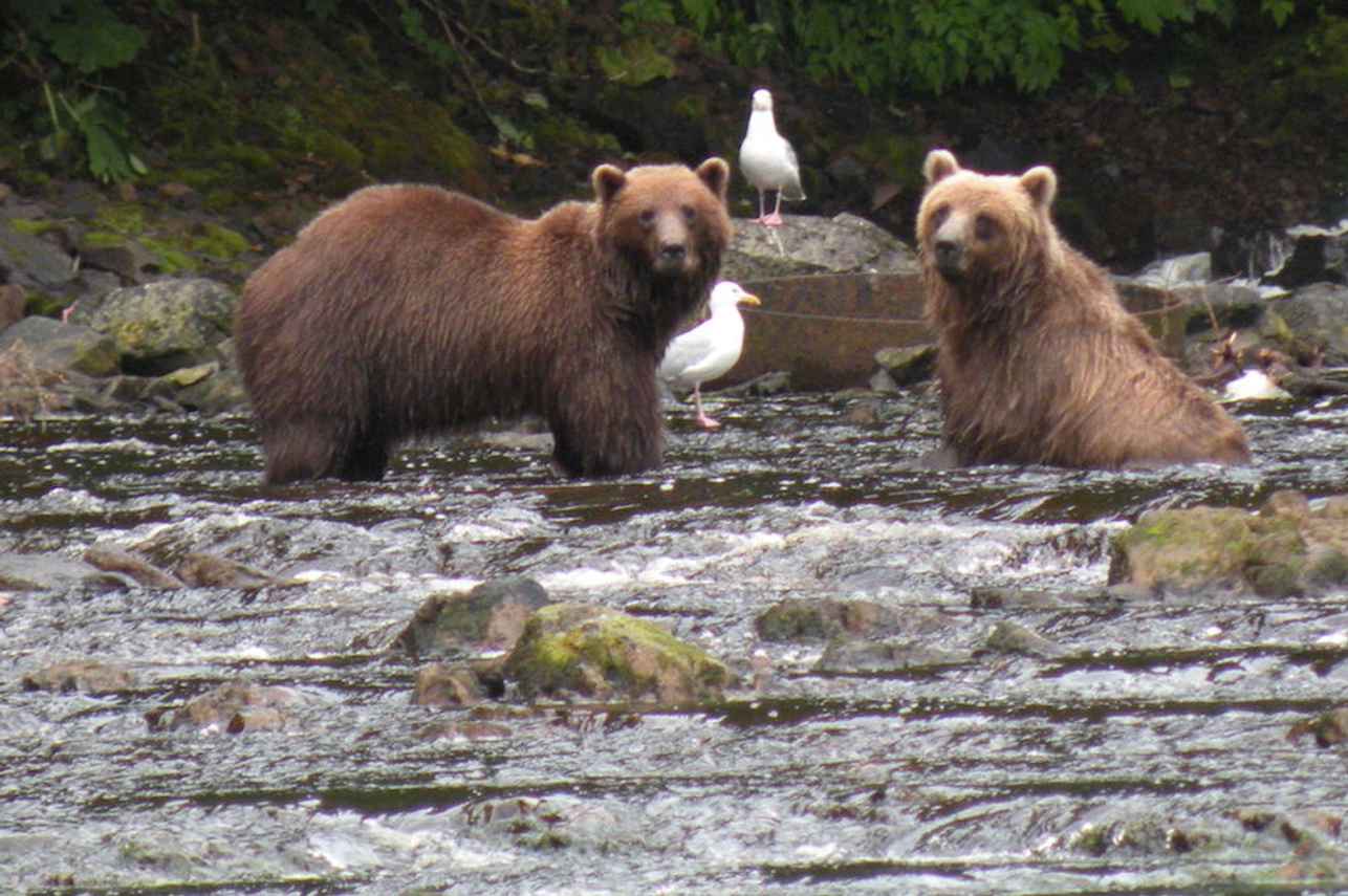 Brown Bears in Alaska