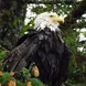 Eagle Alaska