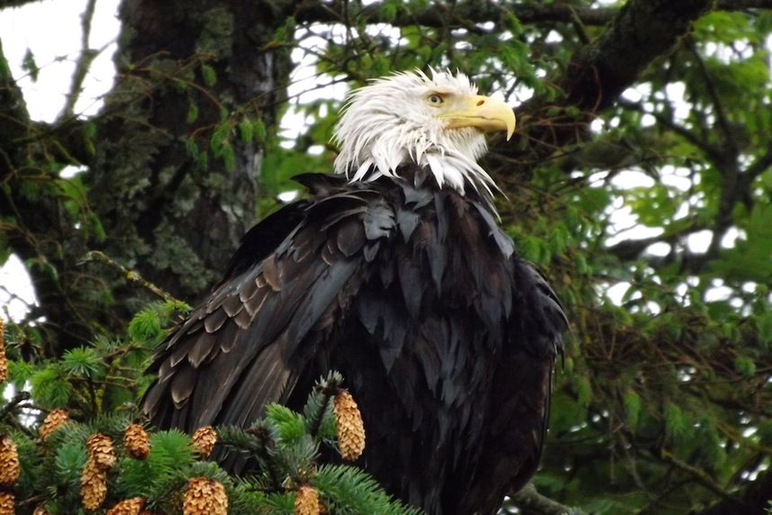 Eagle Alaska