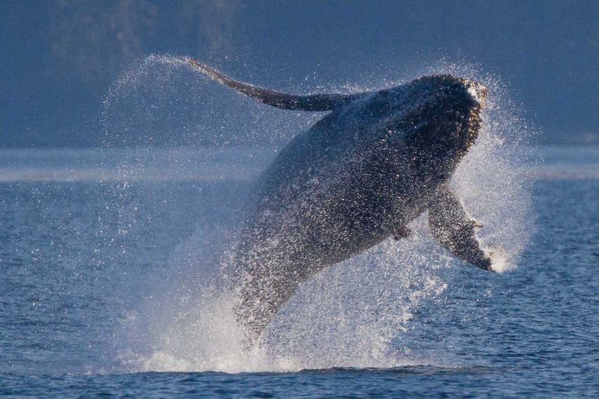 Whale watching in Alaska