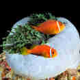 Vie aquatique - Maldives Aggressor II