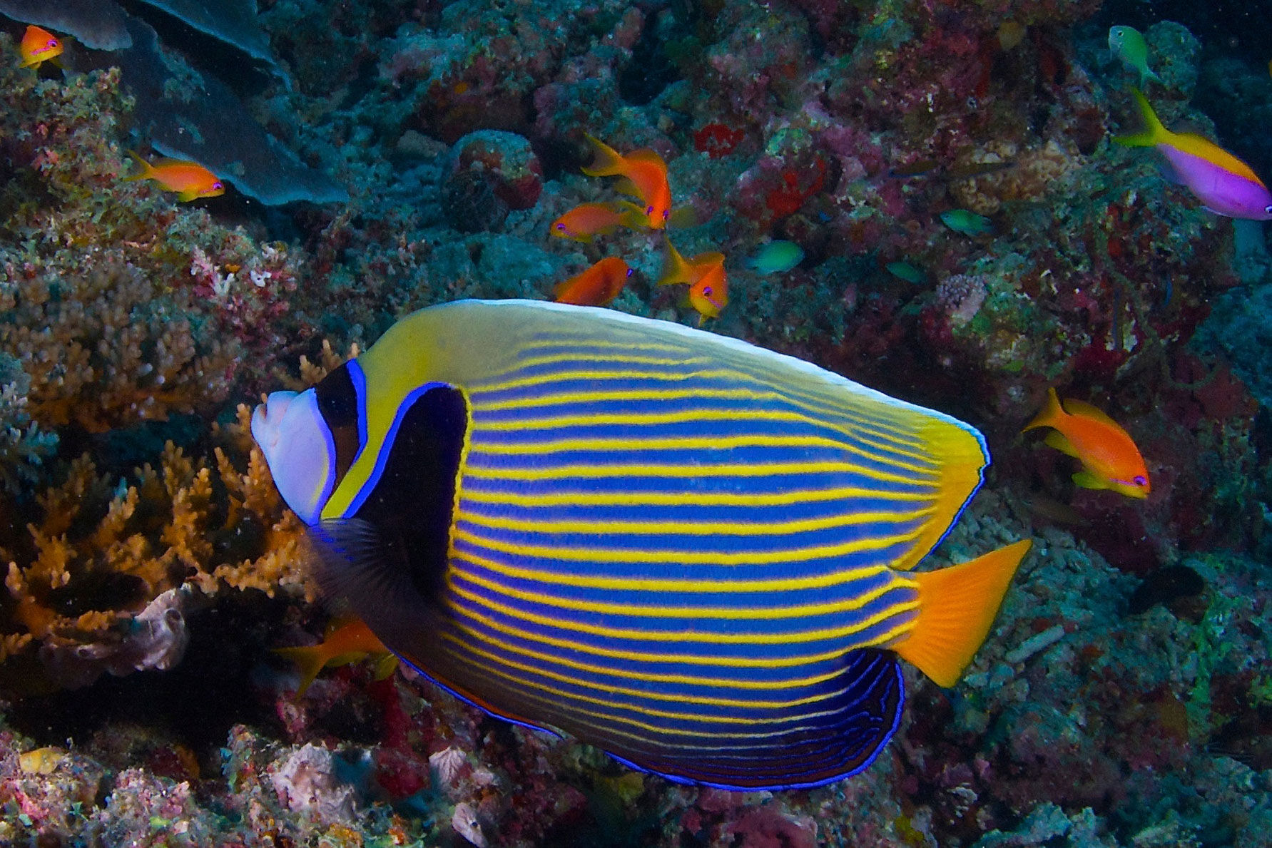 Marine Life - Maldives Aggressor II