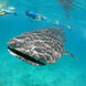 Whale Shark - Maldives Aggressor II