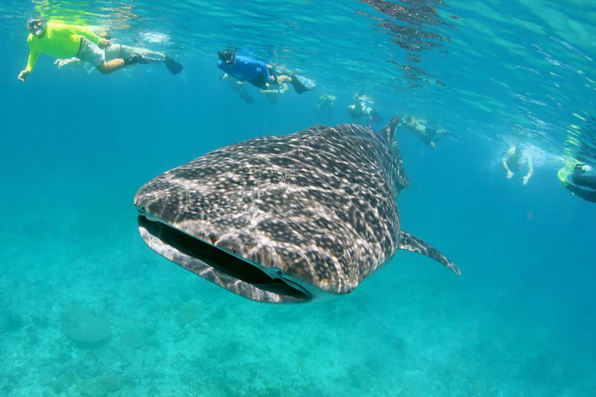 Whale Shark - Maldives Aggressor II