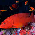 Vie aquatique - Maldives Aggressor II
