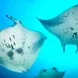 Manta Ray - Maldives Aggressor II