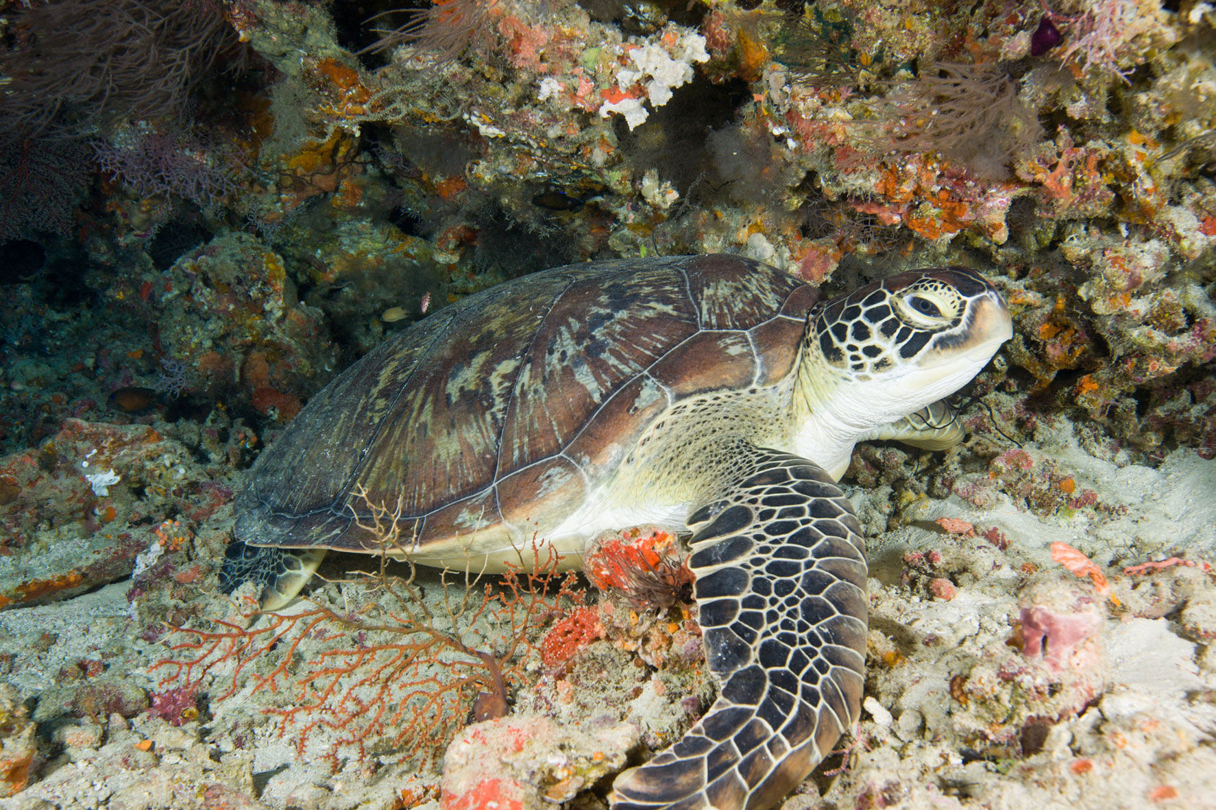 Tortue - Maldives Aggressor II