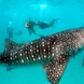 Whale Shark - Maldives Aggressor II