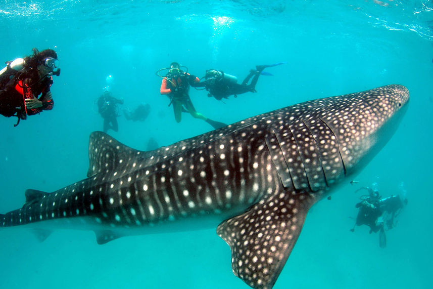 Tiburon ballena - Maldives Aggressor II