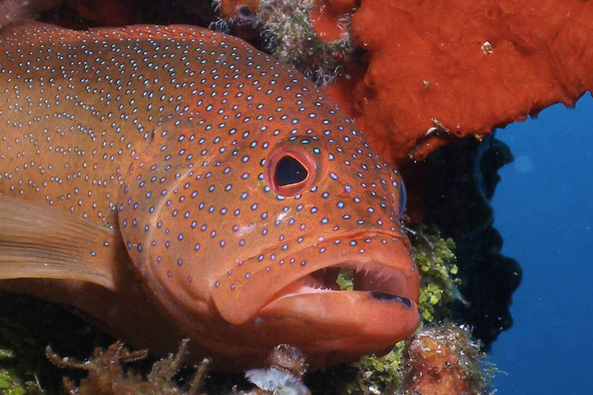 Marine Life - Roatan Aggressor