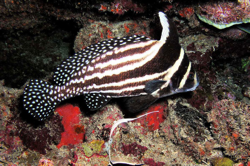 Marine Life - Roatan Aggressor