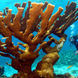 Коралловый риф - Roatan Aggressor