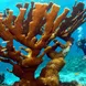 Coral  - Roatan Aggressor