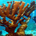 Coral Reef - Roatan Aggressor