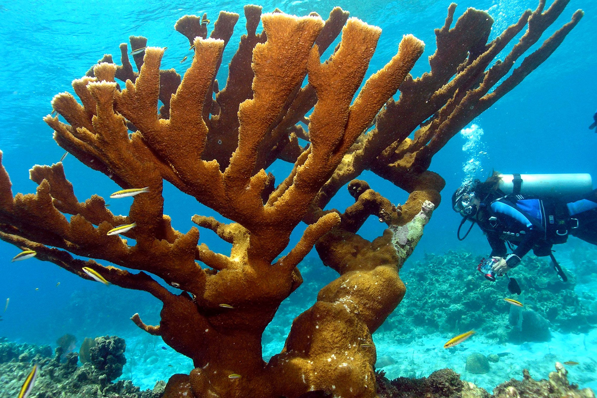 Corail  - Roatan Aggressor