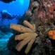 Coral Reef - Roatan Aggressor