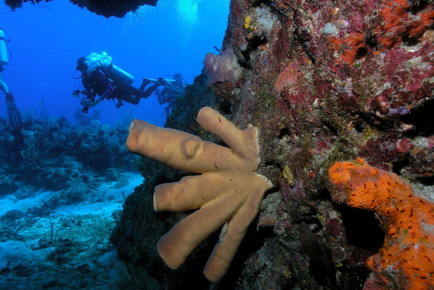 Recife de Coral - Roatan Aggressor