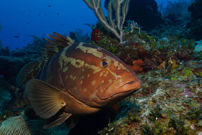 Marine Life - Roatan Aggressor